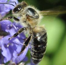 Getting Started in Beekeeping - The Caucasian Bbee