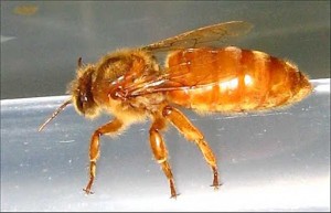 Getting Started in Beekeeping - The Cordovan Italian Bee