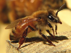 Getting Started in Beekeeping - The Italian bee