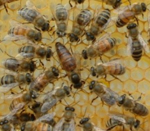 Getting Started in Beekeeping - The Russian Bee