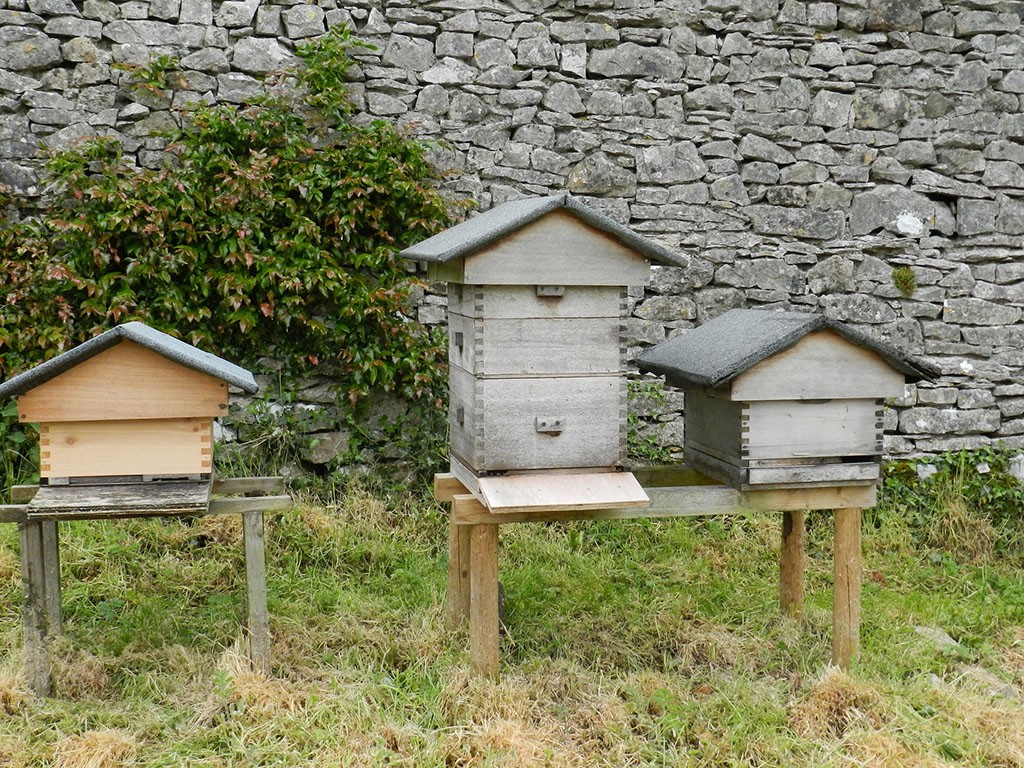 Backyard Beekeeping