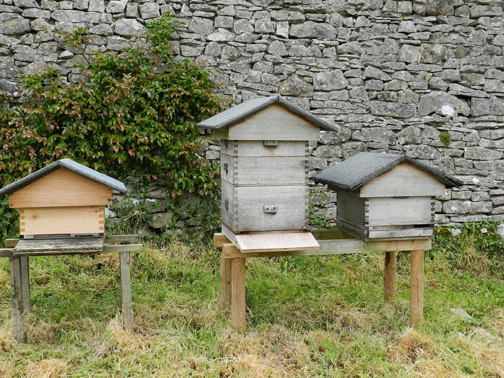 An Introduction To Backyard Beekeeping Beekeepclub