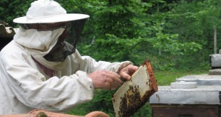 What is Beekeeping