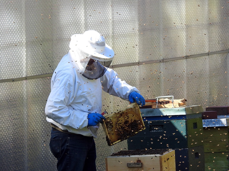 The Cost of Beekeeping How Much to Spend?