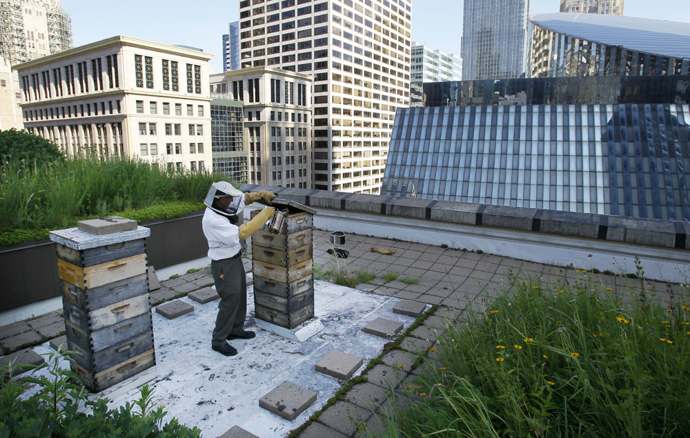 Urban Rooftop Beekeeping