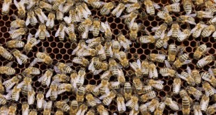 Where to Buy Bees