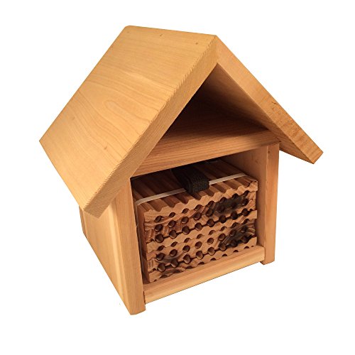 Mason Bee Kits with Bees - Bee House Upgrade Kits with Solitary Bees