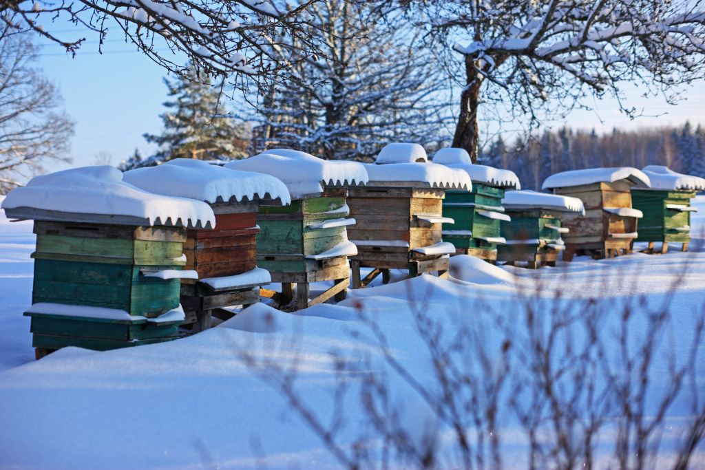 Prepare Beehives for Winter