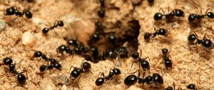 Honey Bee Pests, Parasites and Predators - Ants