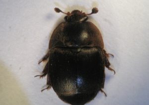 Honey Bee Pests, Parasites and Predators - Small hive beetle