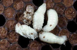 Honey Bee Pests and Parasites - Tropilaelaps Mite
