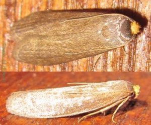 Honey Bee Pests, Parasites and Predators - Wax Moths