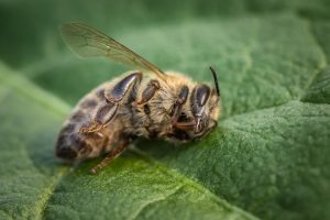 Beginner Beekeeping Mistakes - Bee Diseases