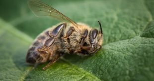 Honeybee Diseases