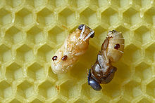 Honey Bee Pests and Parasites - Varroa Mites