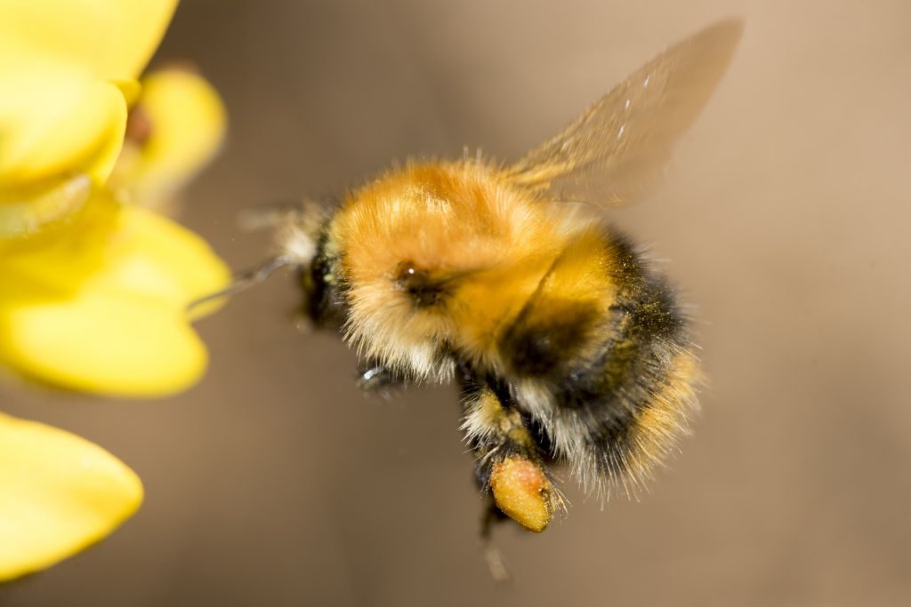 Bee Pollen