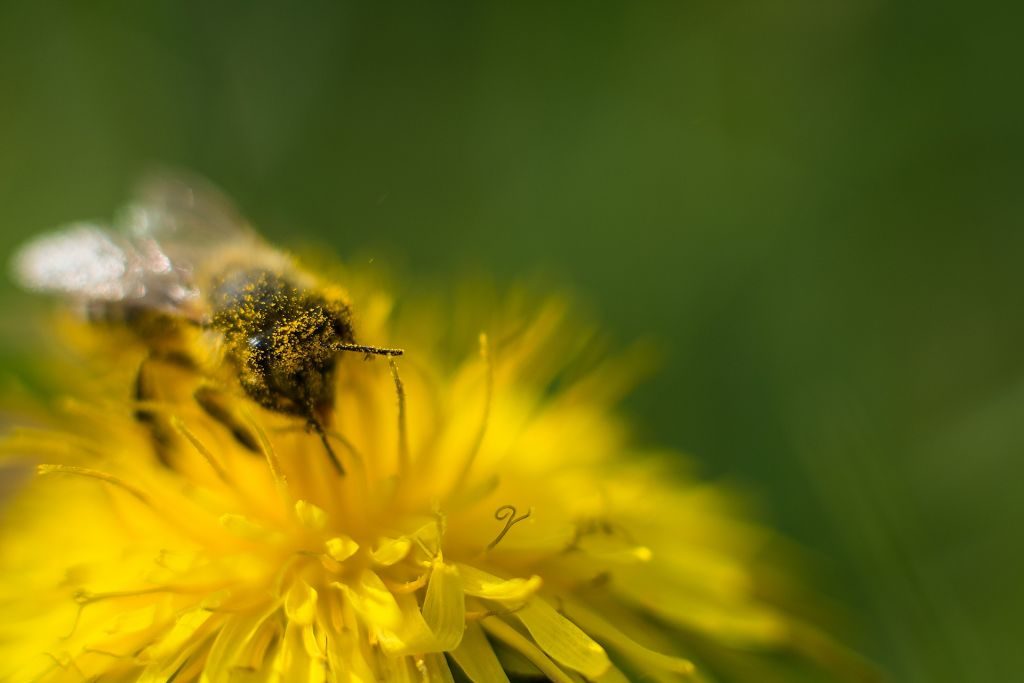 Bee Pollen