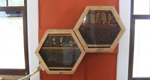 Indoor Beekeeping - Beecosystem
