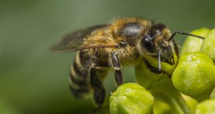 Helping Bees Through the Cold Months
