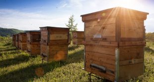 Best Beehives and Bee Hive Boxes