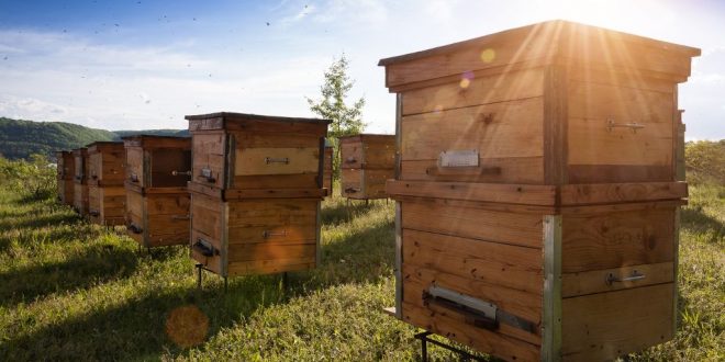SHALLOW 8 Frame Unassembled Honey Super Langstroth Beehive Box COMMERCIAL Pine