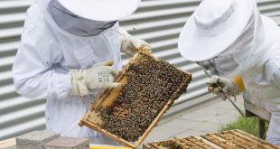 Best Beekeeping Veils