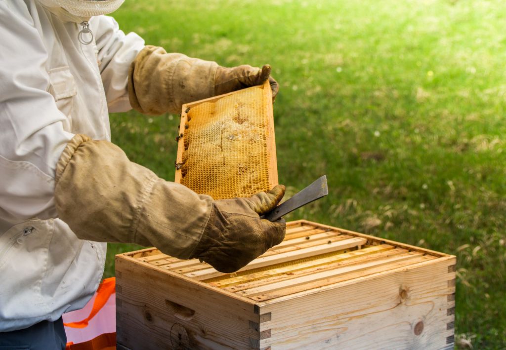yangGradel Herramienta Multifuncional de Acero Inoxidable Bee Hive Scraper Beekeeping Bee Hive Hand Tool 