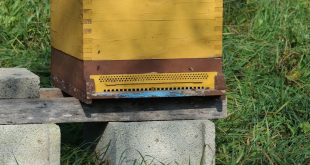 Beekeeping Hive Stands
