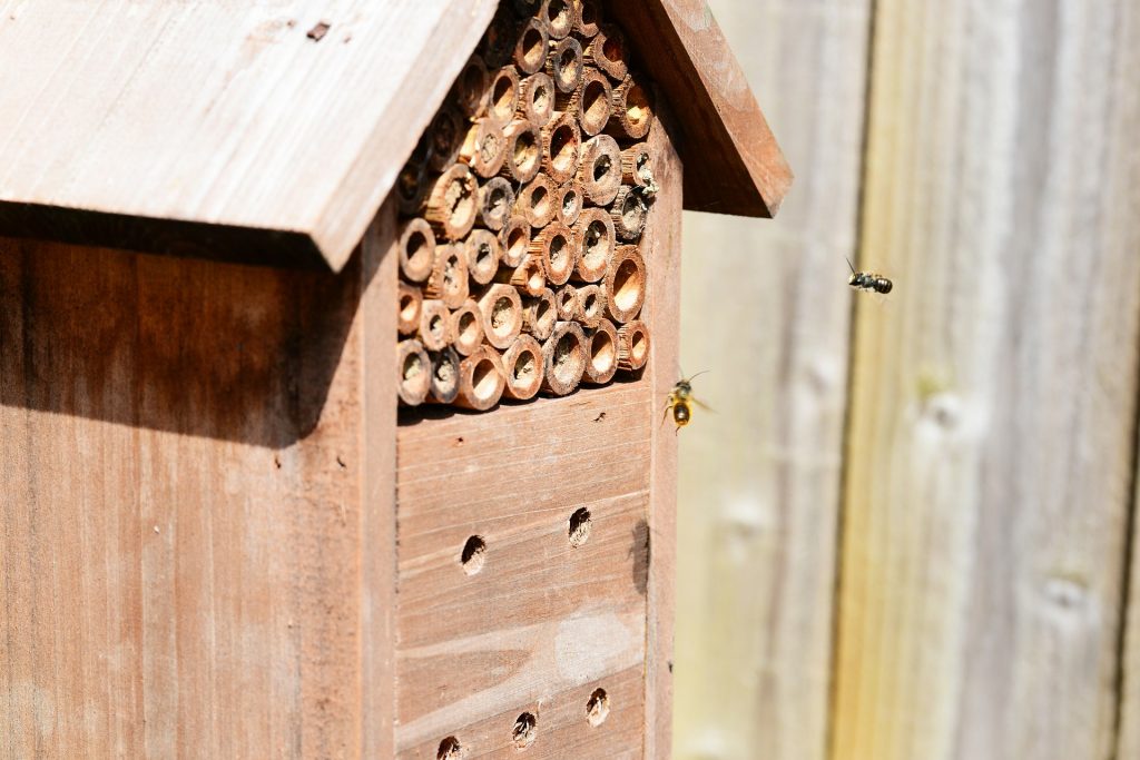 Best Mason Bee House - Basics of Mason Beekeeping