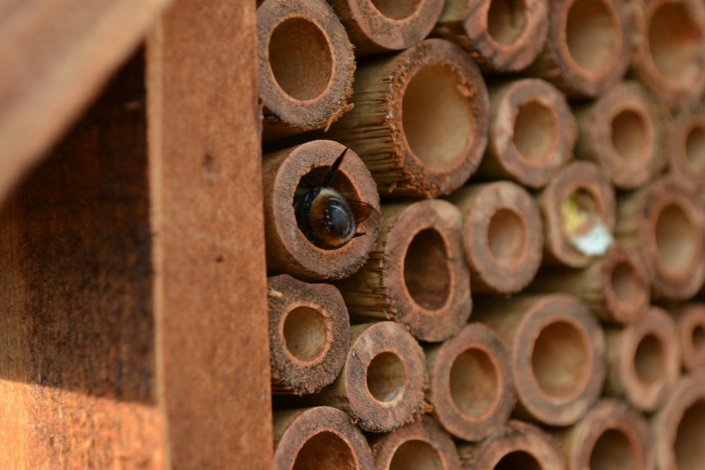 Best Mason Bee House - How to Set Up a Mason Bee House