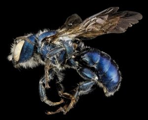 Mason Bee