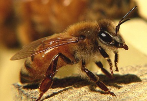 Getting Started in Beekeeping - The Starline Bee