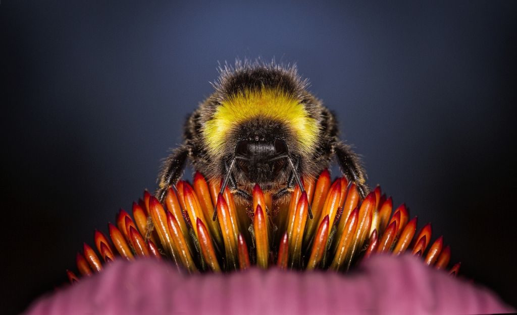 Beekeeping for Pollination