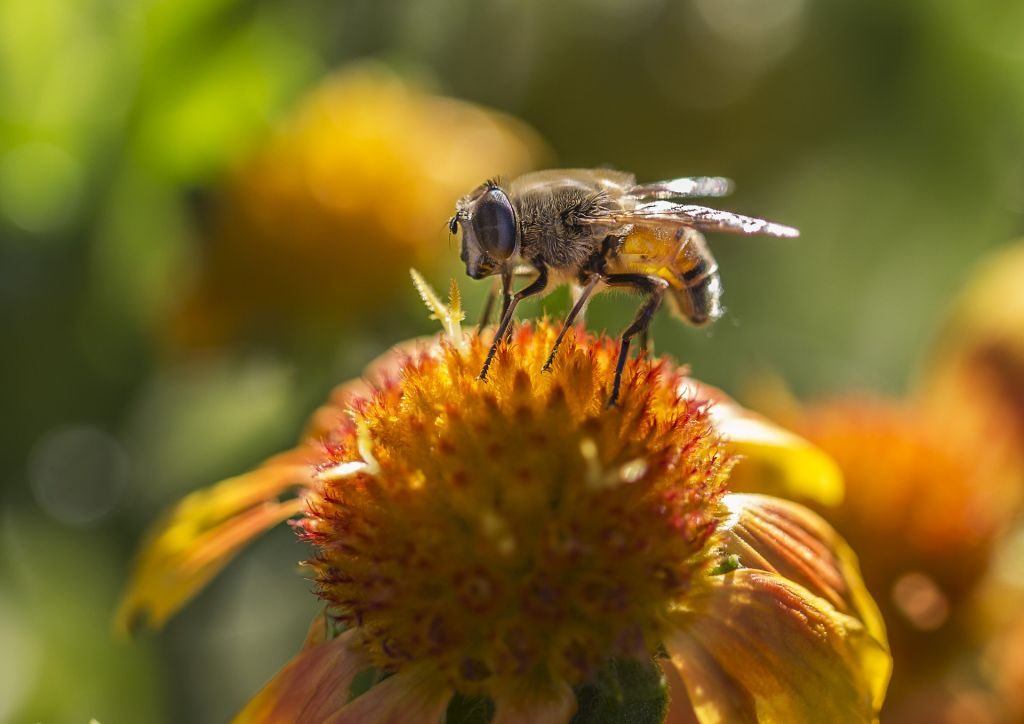 Beekeeping for Pollination - Bulb Planting