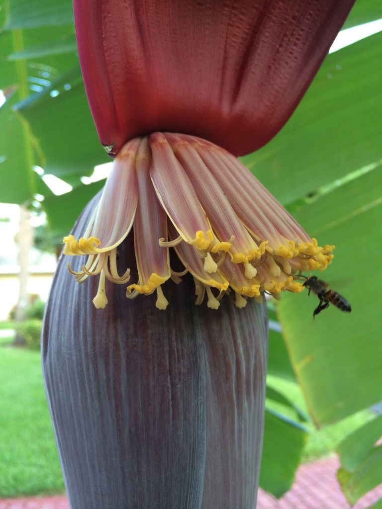 Beekeeping for Pollination - Pollinating Fruit Trees