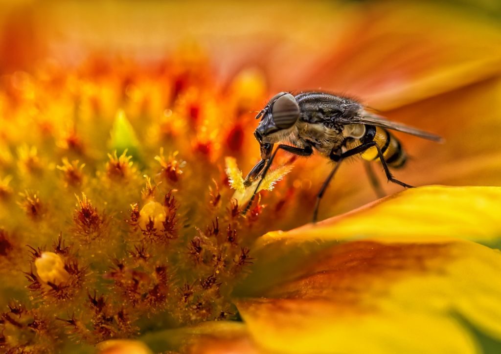 Beekeeping for Pollination - Wildflower Planting