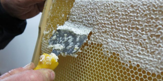Beekeeping Bee Comb Honey Uncapping Needle Roller Plastic Beekeeping Comb Tools 