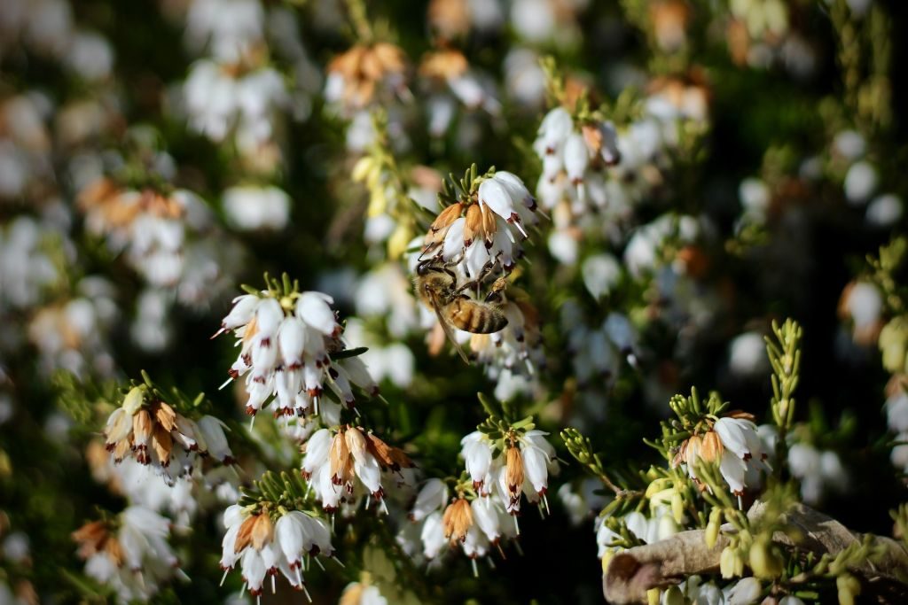 Bee Population Increase - Bee Pollinating