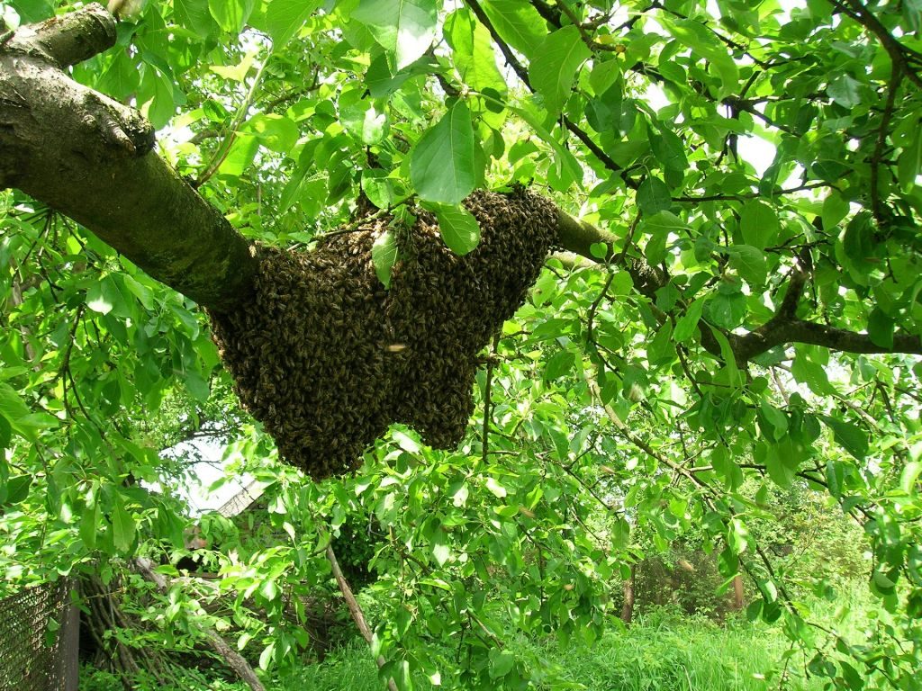 How Bees Work - Bee Swarm