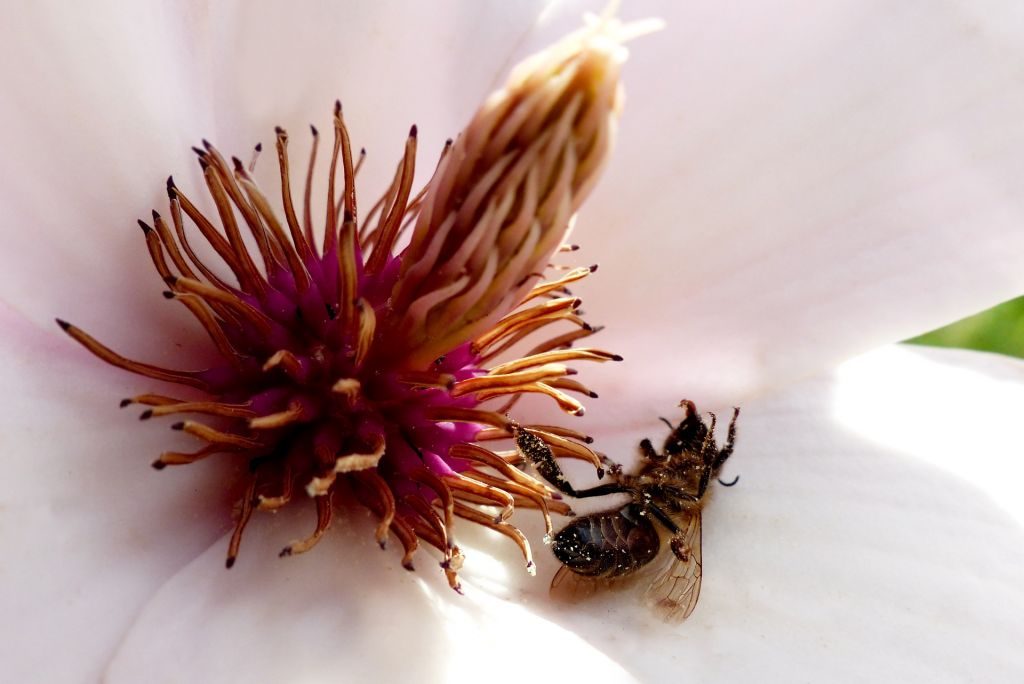 Bee Population Increase - A Dead Bee