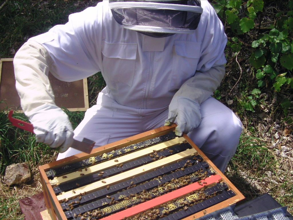 MUDUOBAN Bee Hive Frame Holder Grip Frame Grip Lift Gripper Tool Stainless Steel Beekeeping Equipment Beekeeper Tools Holder 