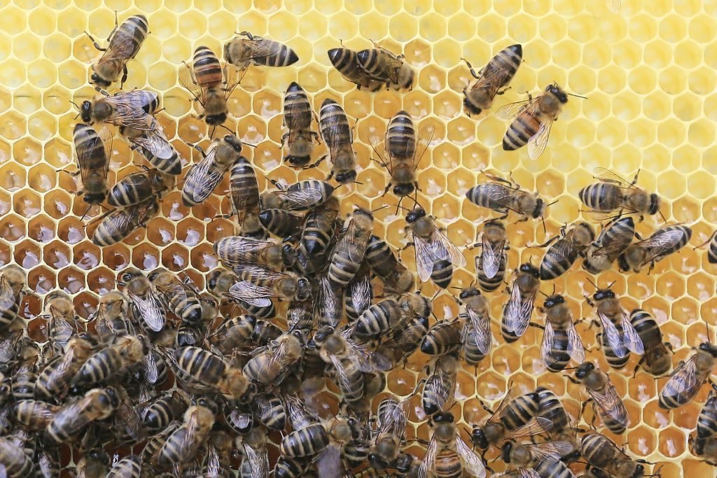 How Bees Work - How is Honey Made