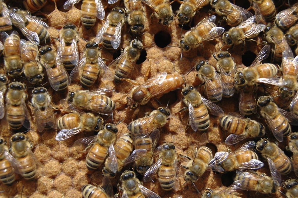 10X Beekeeping Rearing Cup Kit Bee Queen Cage Roller Beekeeper Equipment Tool_HH 
