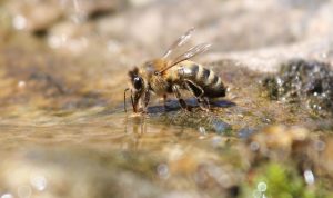 Beekeeping Tips - Like Humans, Bees Need Water