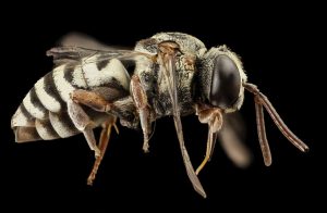 Beekeeping Tips - Parasite Resistant Stock of Bees