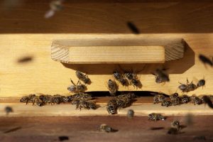 Beekeeping Tips - Bee Placement in the Hive
