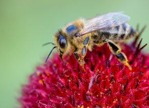 Beekeeping Tips - Feed the Bees with Pollen