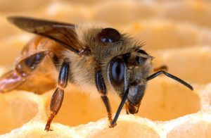 Beekeeping Tips - How to Prevent Bee Diseases
