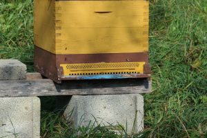 Beekeeping Tips - Beehive Placement