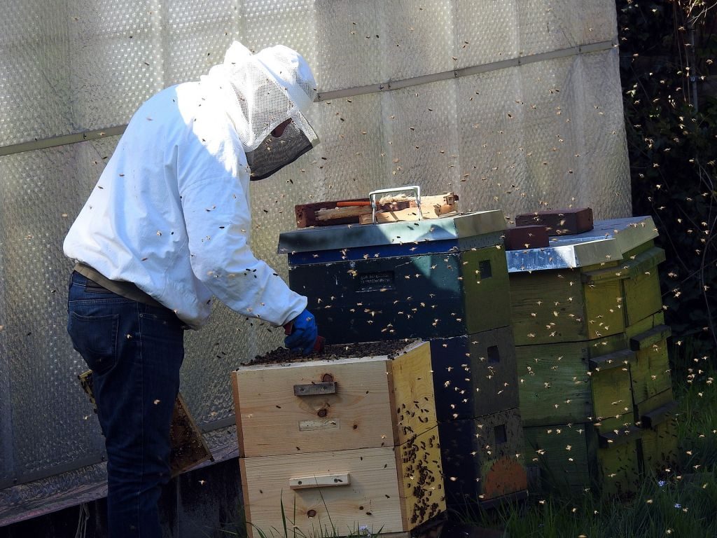 What is Beekeeping - How Beekeepers do it